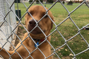 Dog says hi at the Dog Park