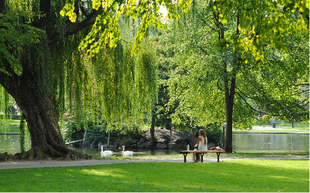 Woman Sits By Weeping Willow Tree