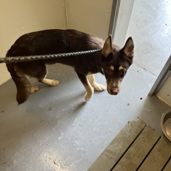Husky Mix