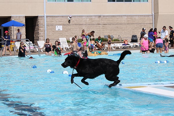 Dog at pool