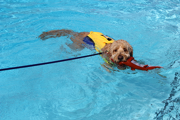 Dog swims