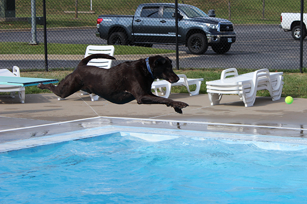 Dog jumps into pool