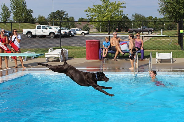 Dog dives into pool